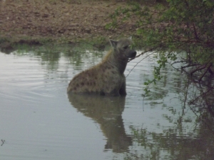 This hyena escaped with its life by jumping into this small pond to evade a group of over 20 wild dogs.